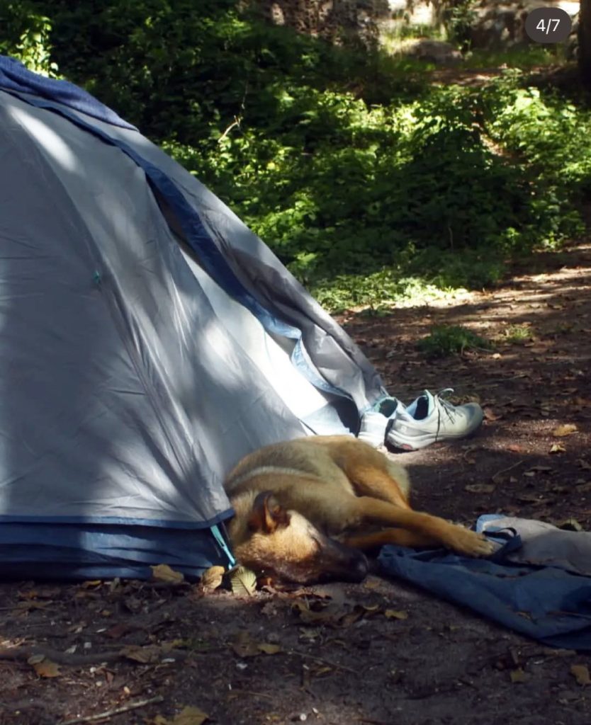 Campamento en Pancho Poza