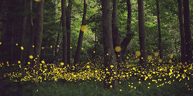 Sanctuary of the Fireflies in Tlaxcala