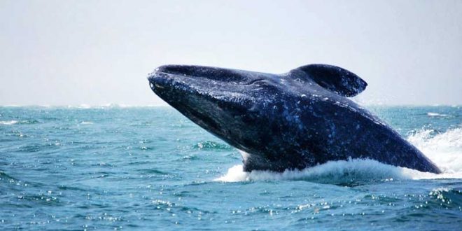 Temporada de ballenas en Loreto, BCS es de enero a marzo 