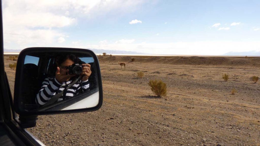 Vicuñas-en-Jujuy