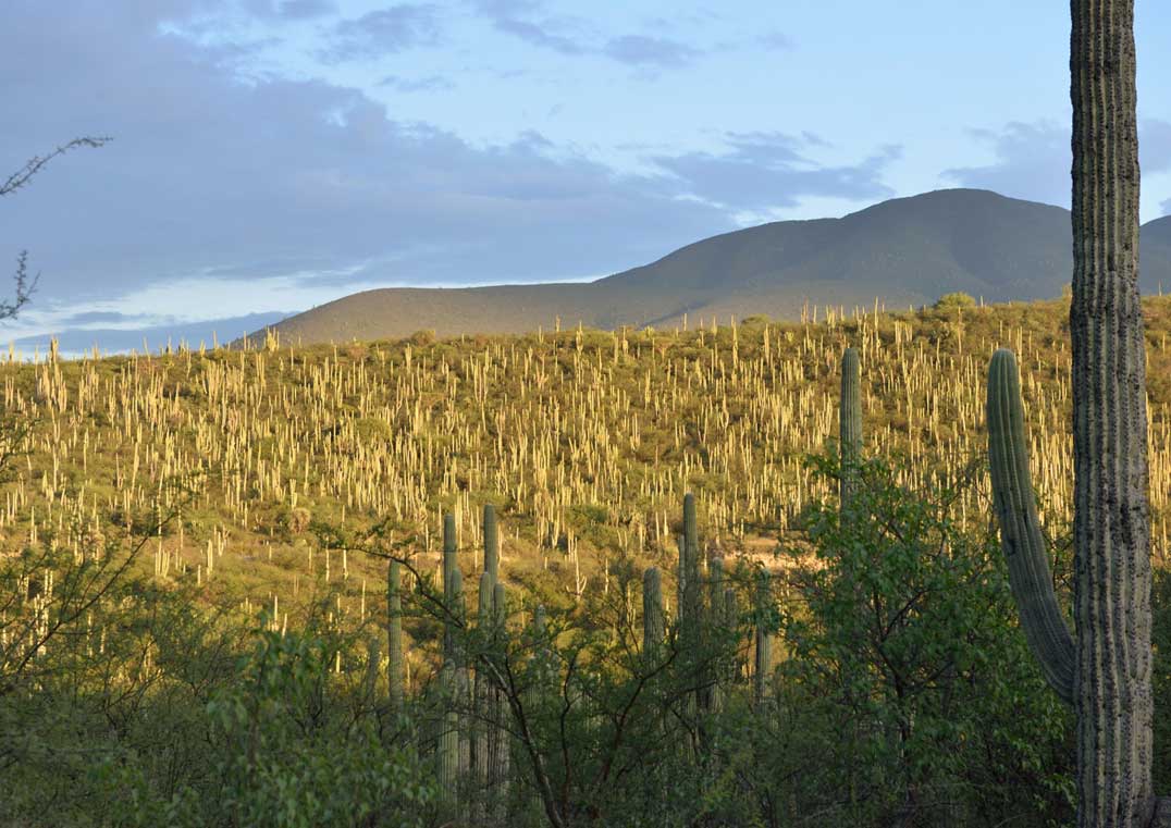 Valle de Tehuacán-Cuicatlán