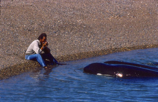 Orcas amigables con humanos