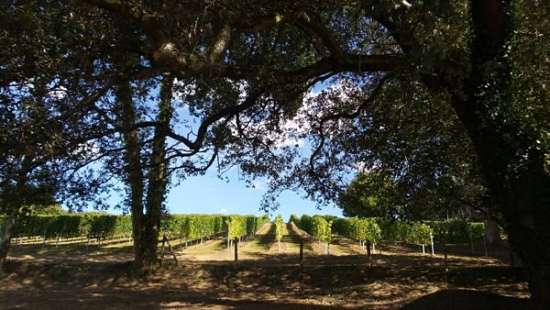 viñedo itsasmendi