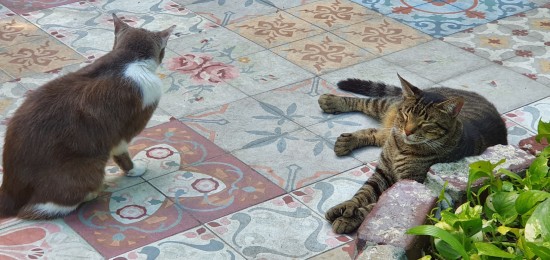 gatos casa hemingway