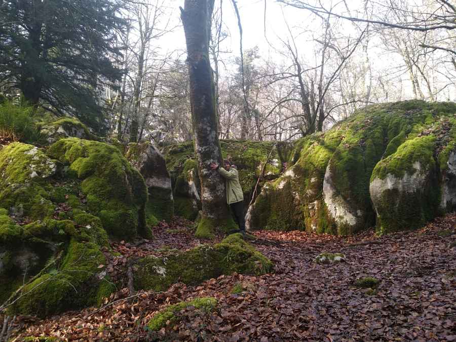 Baño de bosque