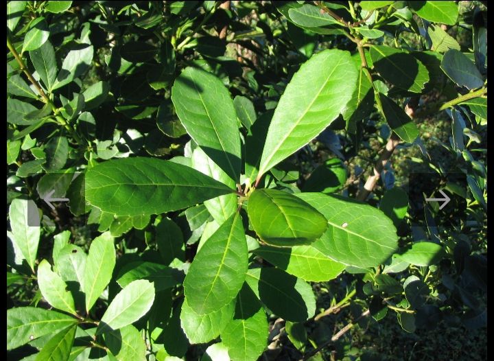 Hojas de yerba mate