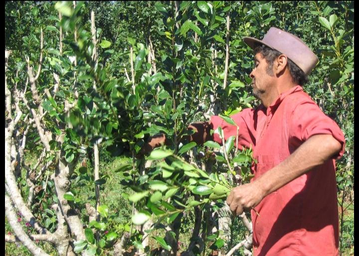 La Ruta de la Yerba Mate, cosecha