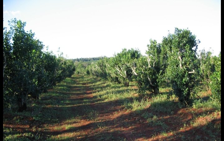 La Ruta de la Yerba Mate, plantaciones-tierra roja