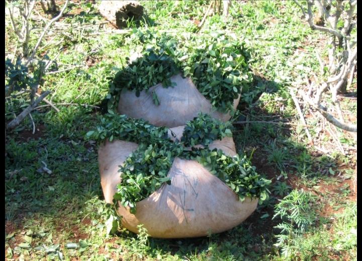 La Ruta de la Yerba Mate ponchada de yerba mate para su traslado al secadero