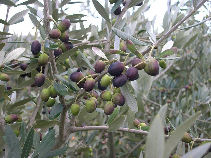 La variedad de aceituna chemlali