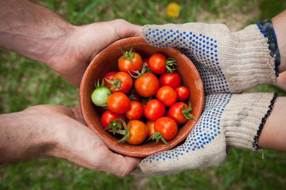 Gastronomía-local-tomates