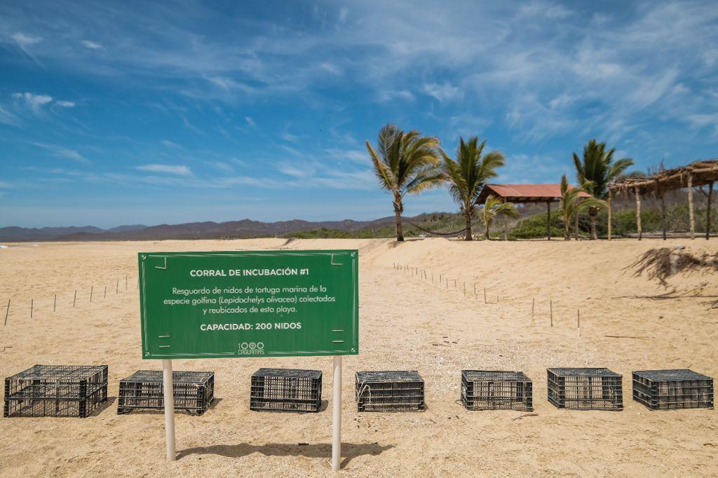Santuarios en Costalegre dedicados a la conservación de tortugas marinas - Entorno Turístico