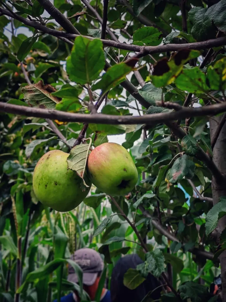 Manzana panochera