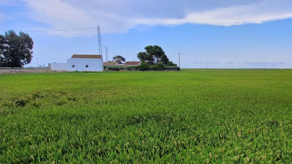 delta-del-ebro-arrozales