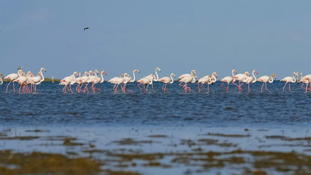 delta-del-ebro-flamencos