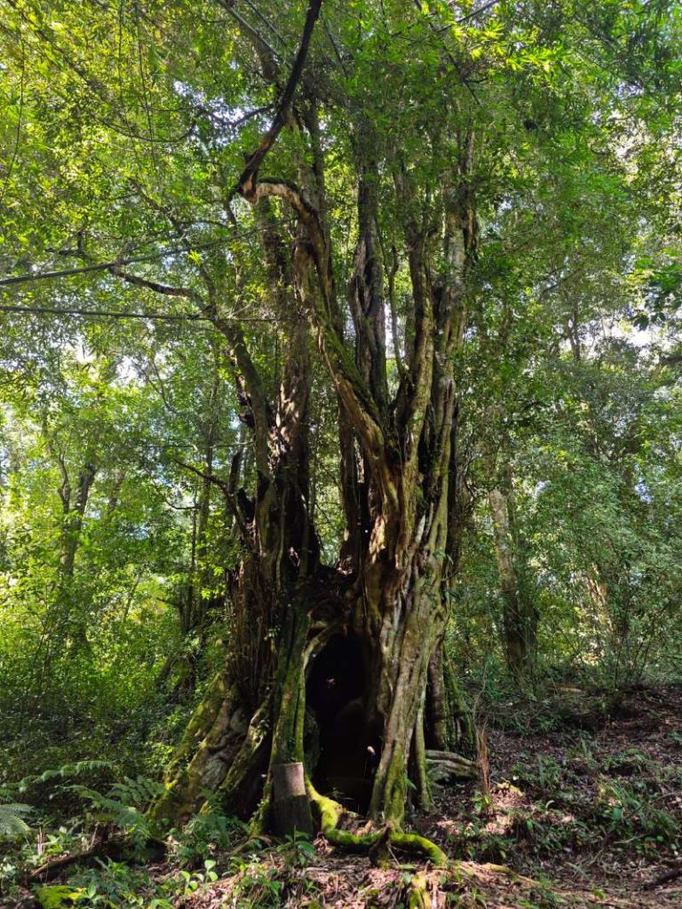 Árbol quebracho en Teziutlán