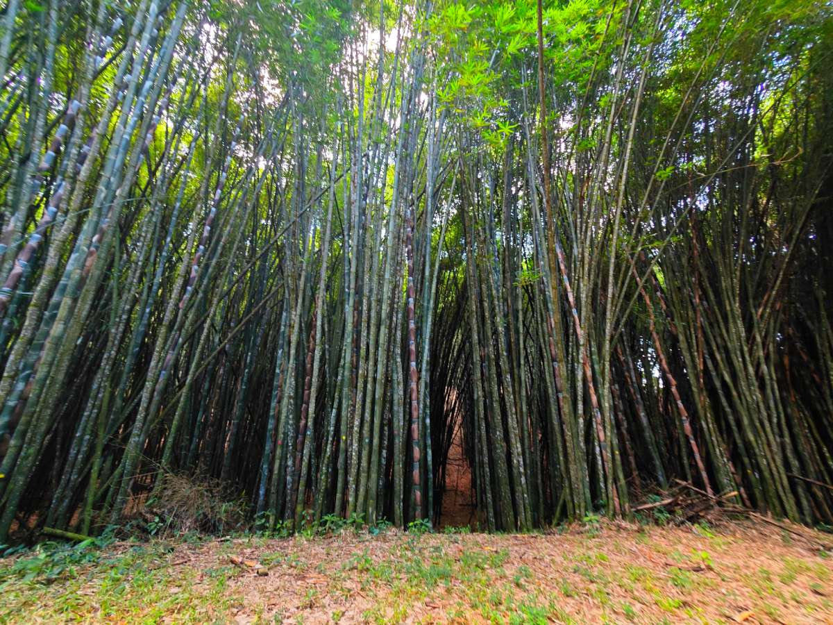 Bambú en Teziutlán (1)