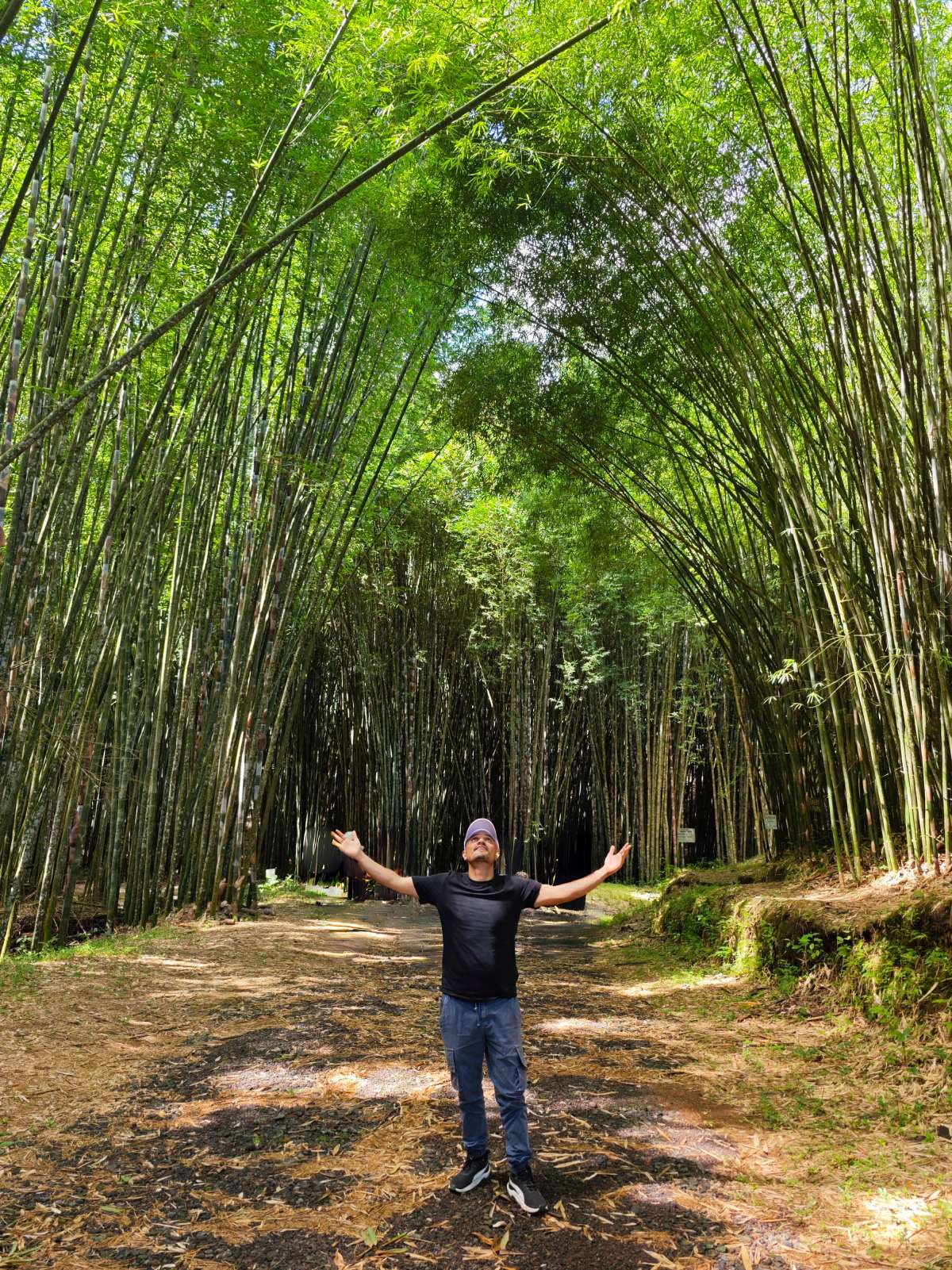 Bosque de bambú en Teziutlán (1)