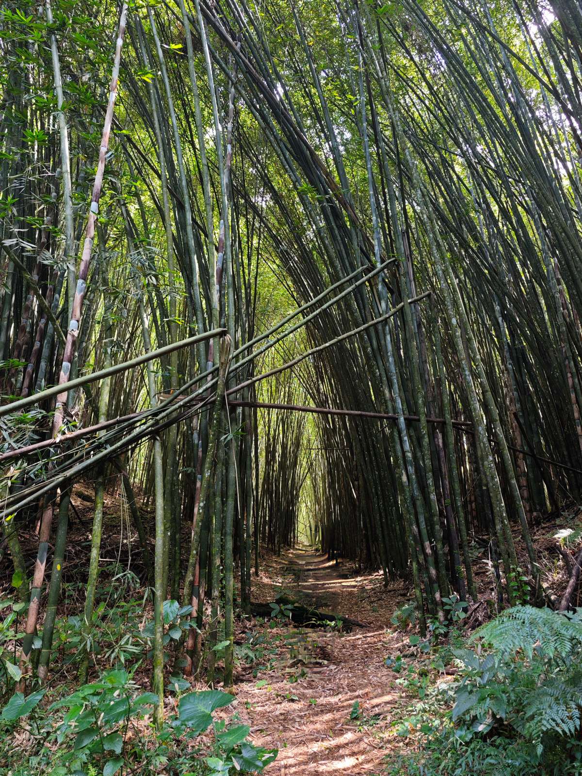 Bosque de bambú en Teziutlán (2)
