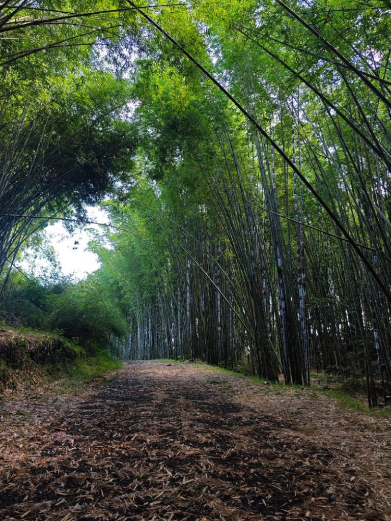 Sendero en el Bosque de Bambú en Teziutlán