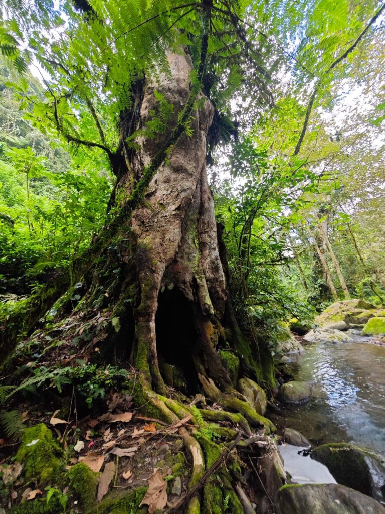 Árbol El Abuelo en Blanco Pitaya
