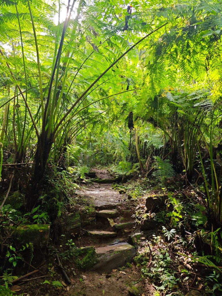 Sendero en el Área Natural Blanco Pitaya