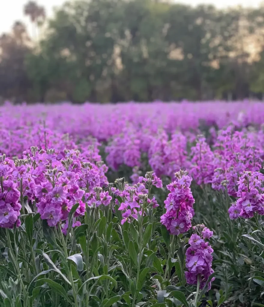 Campos de lavanda en el Cañón El Médano