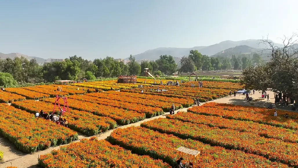 Ruta de las Flores en Baja California