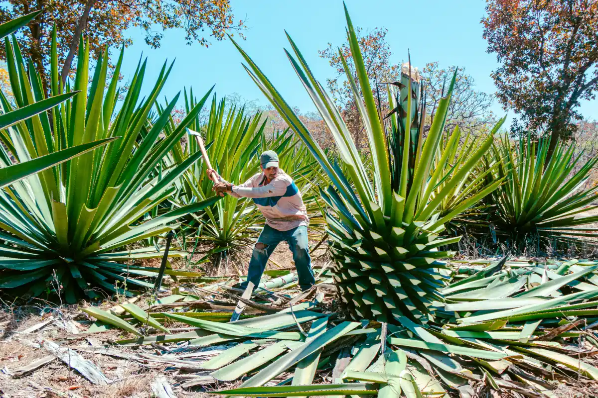 Jimando agave