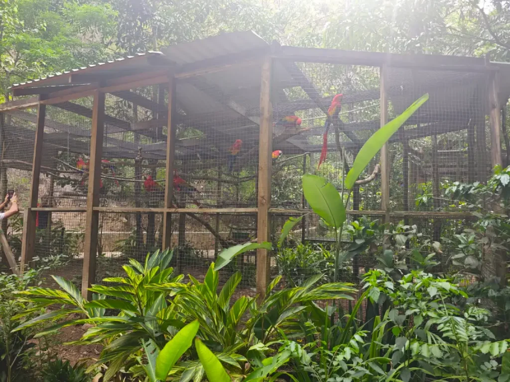 Aviario con guacamayas en Macaw Mountain