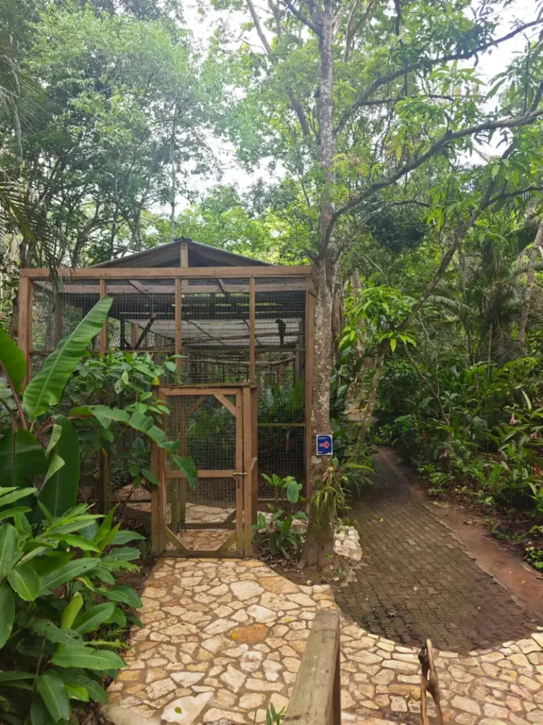 Aviario en Macaw Mountain