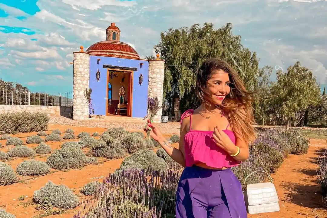 Campo de lavanda en Guanajuato
