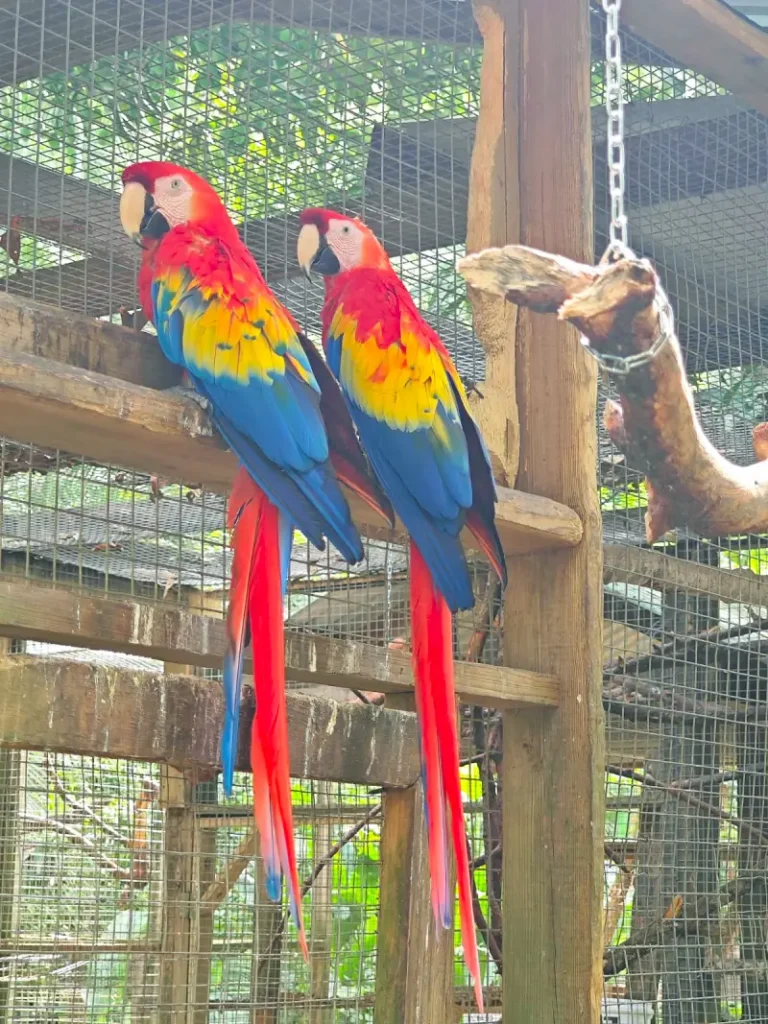 Guacamayas rojas