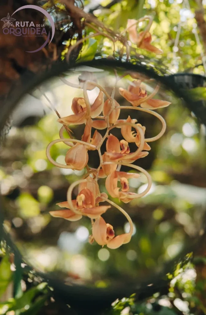 Orquídea Gongora galeata