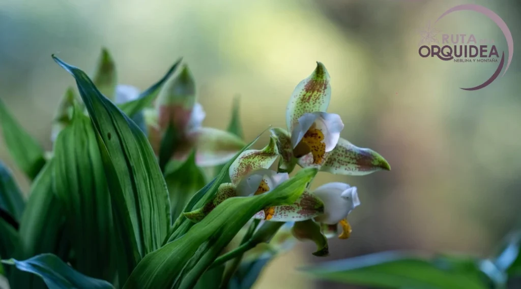 Orquídea Lycaste deppei