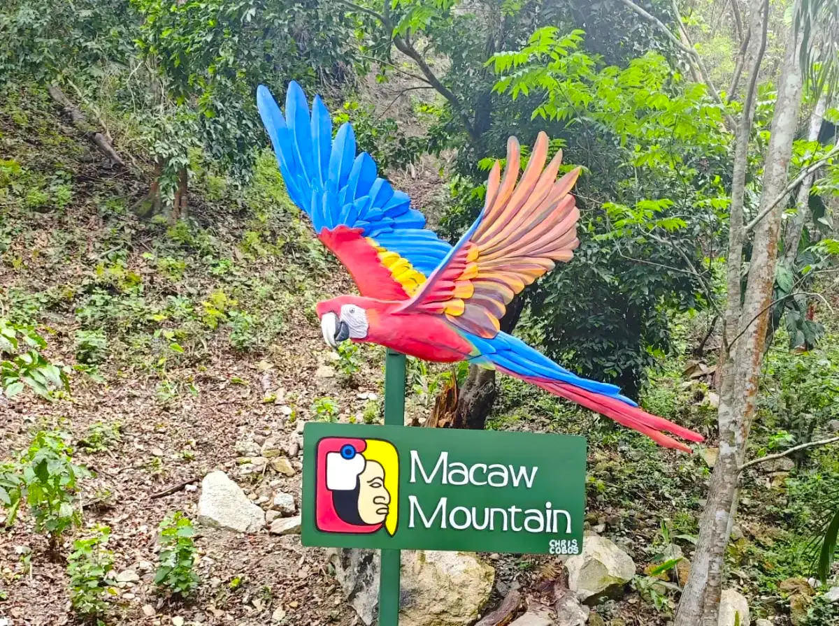 Parque de aves Macaw Mountain