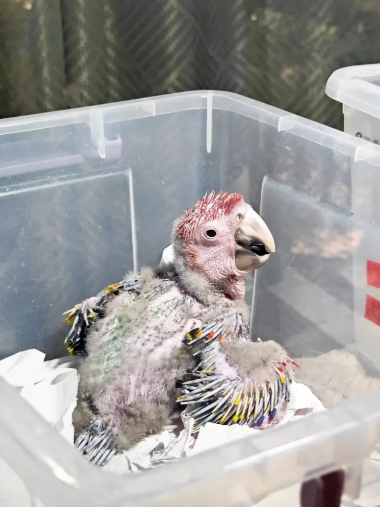 Polluelo de guacamaya