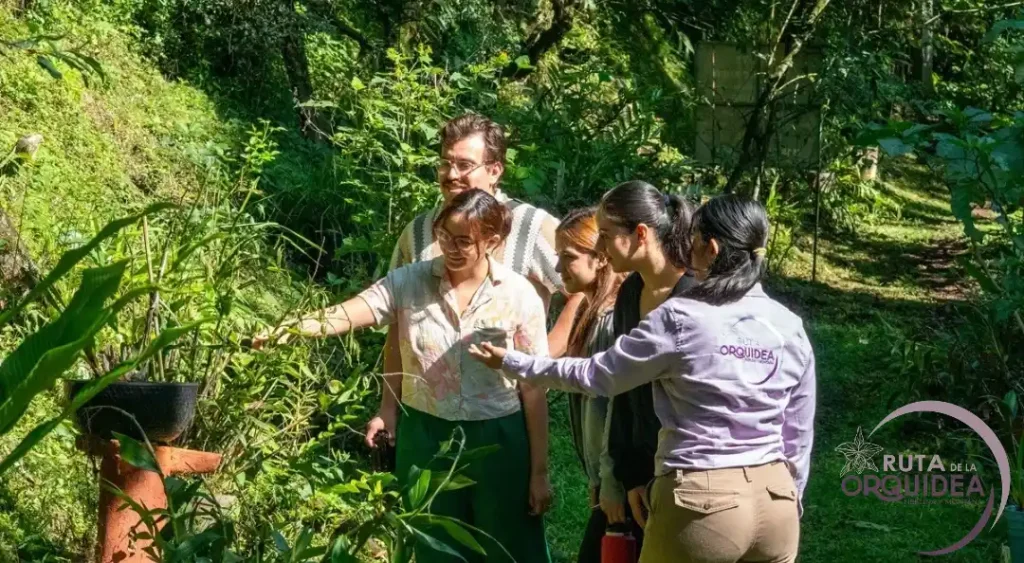 Ruta de la Orquídea