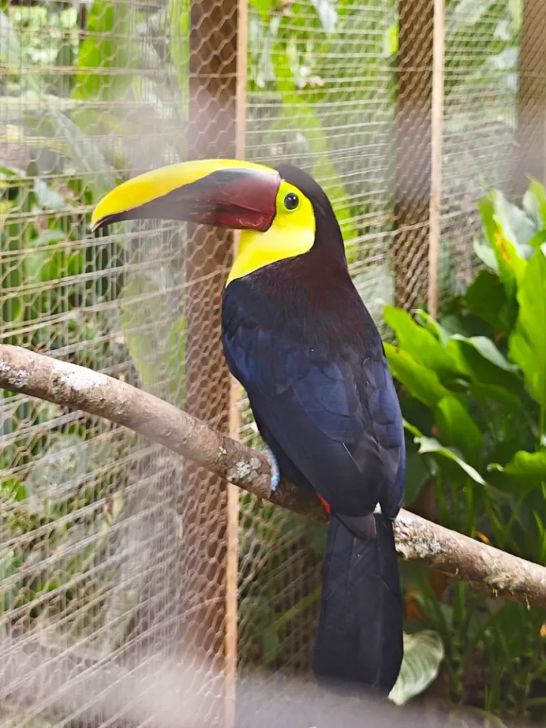 Tucán pico negro