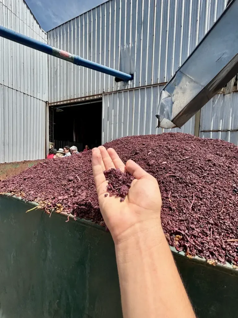 Restos del proceso del despalillado de la uva