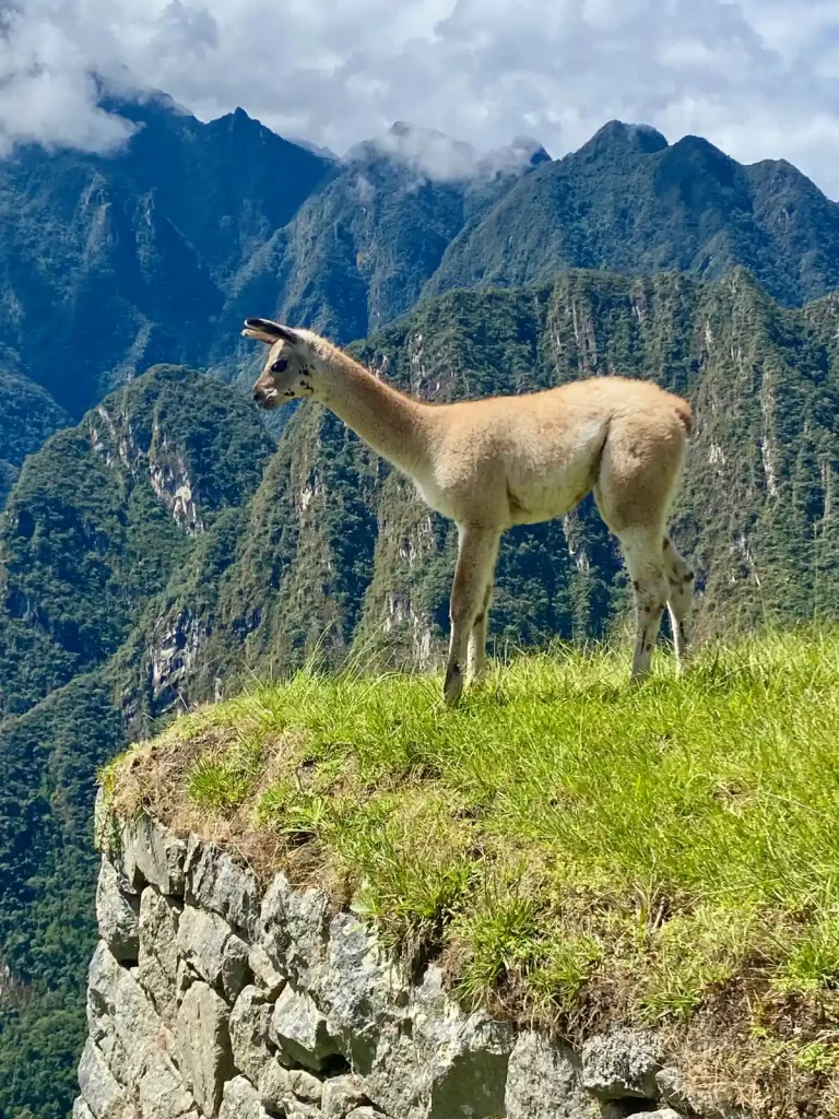 Llama en Machu Picchu